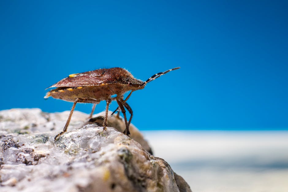 Effective Strategies for Bedbug Extermination
