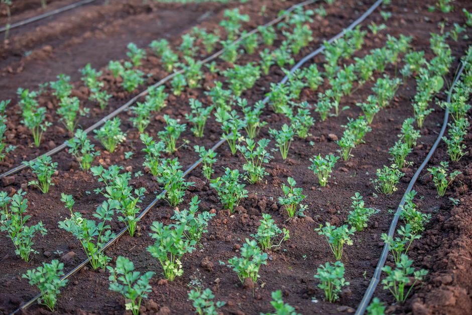 El auge de los suministros agrícolas orgánicos