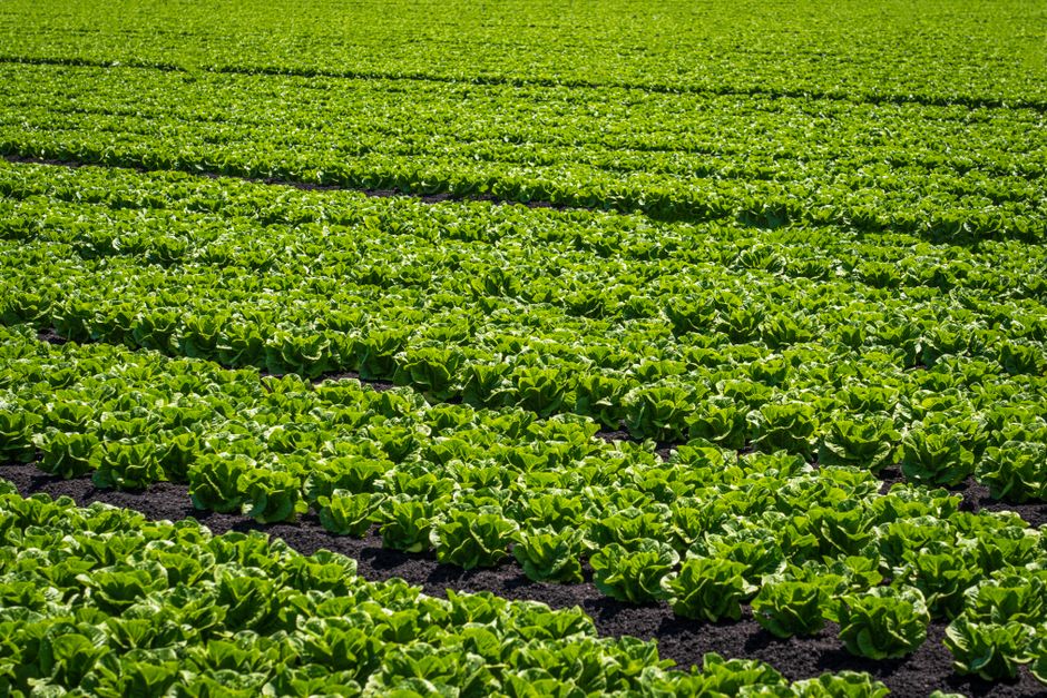 The Essential Guide to Organic Farming Supplies