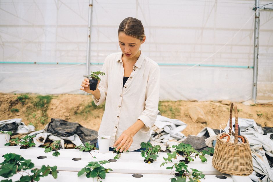 Exploring the Benefits of Aquaponics Kits for Home Gardening