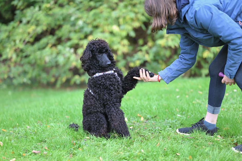 犬のしつけを成功させるための秘訣