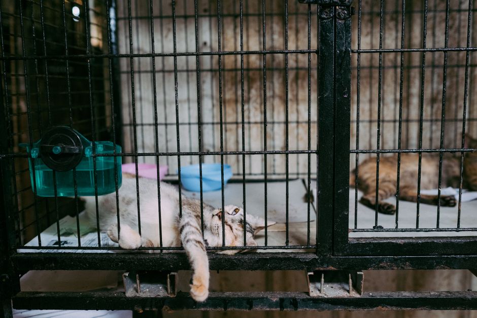 Choosing the Right Pet Boarding Facility for Your Furry Friend