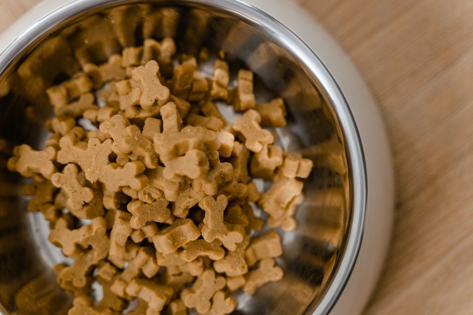 The Rise of Raw Dog Food Delivery Services