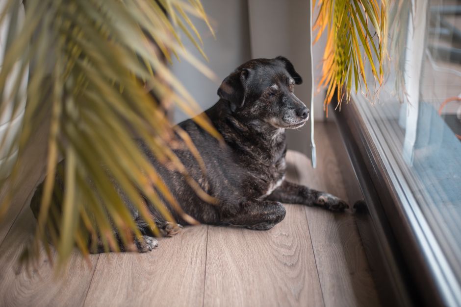 La importancia del seguro para mascotas en la vida moderna