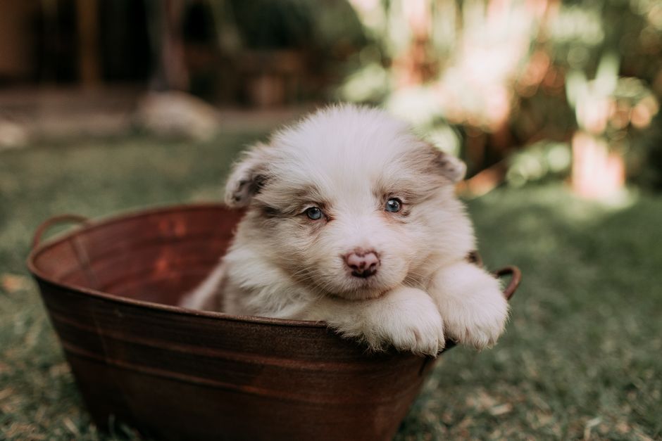 Encuentra el mejor criador de cachorros cerca de ti