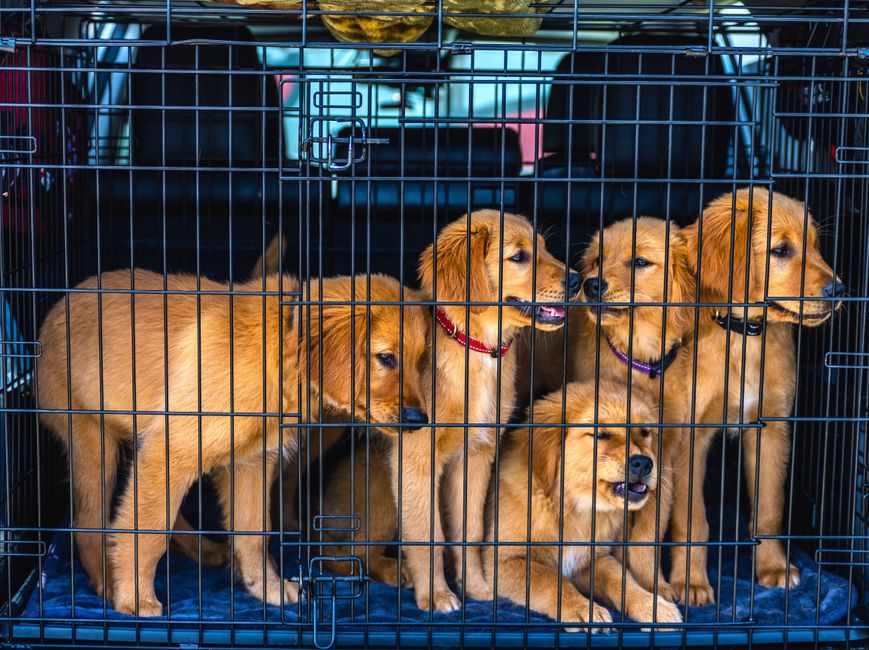 En búsqueda del mejor criador de cachorros cerca de ti
