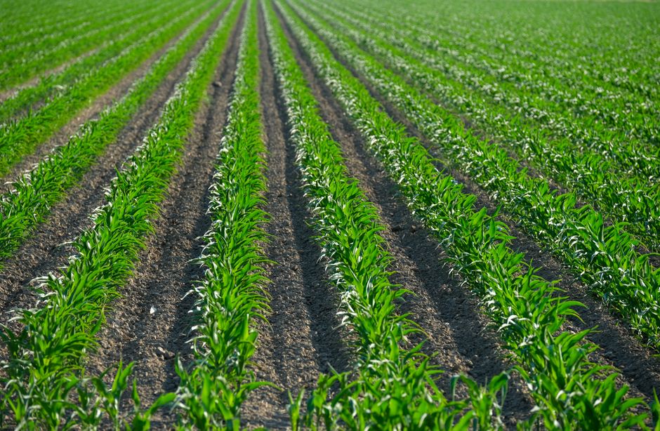 Understanding Crop Insurance: A Vital Tool for Farmers