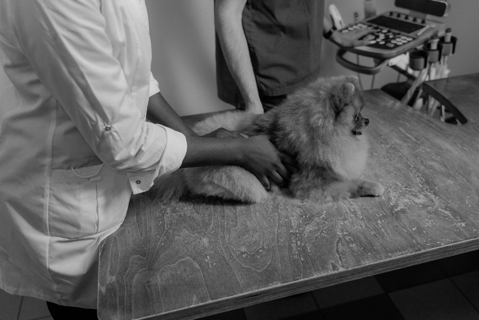 La importancia de una clínica veterinaria en Reserva