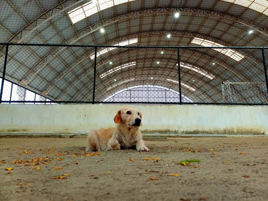 犬の保育園